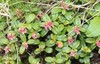 Vaccinium vitis-idaea | Lingonberry | 10 Seeds gallery