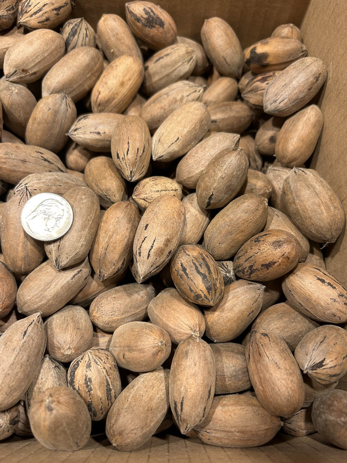 10 Lbs. Fresh 2025 Stuart Pecans In The Shell, Great For Squirrel Feed Or Baking gallery