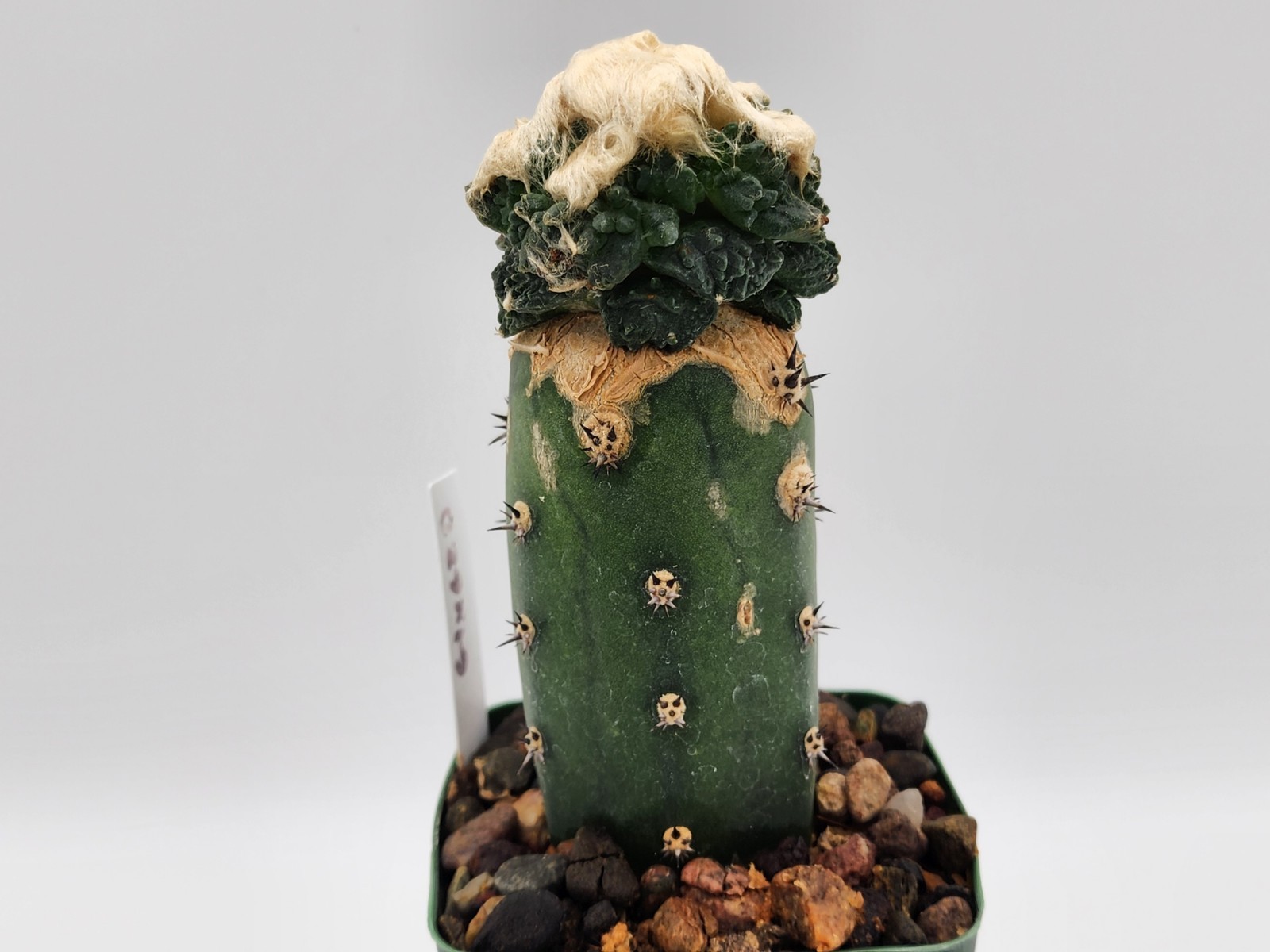 A. f. cv Godzilla Coral - Grafted gallery