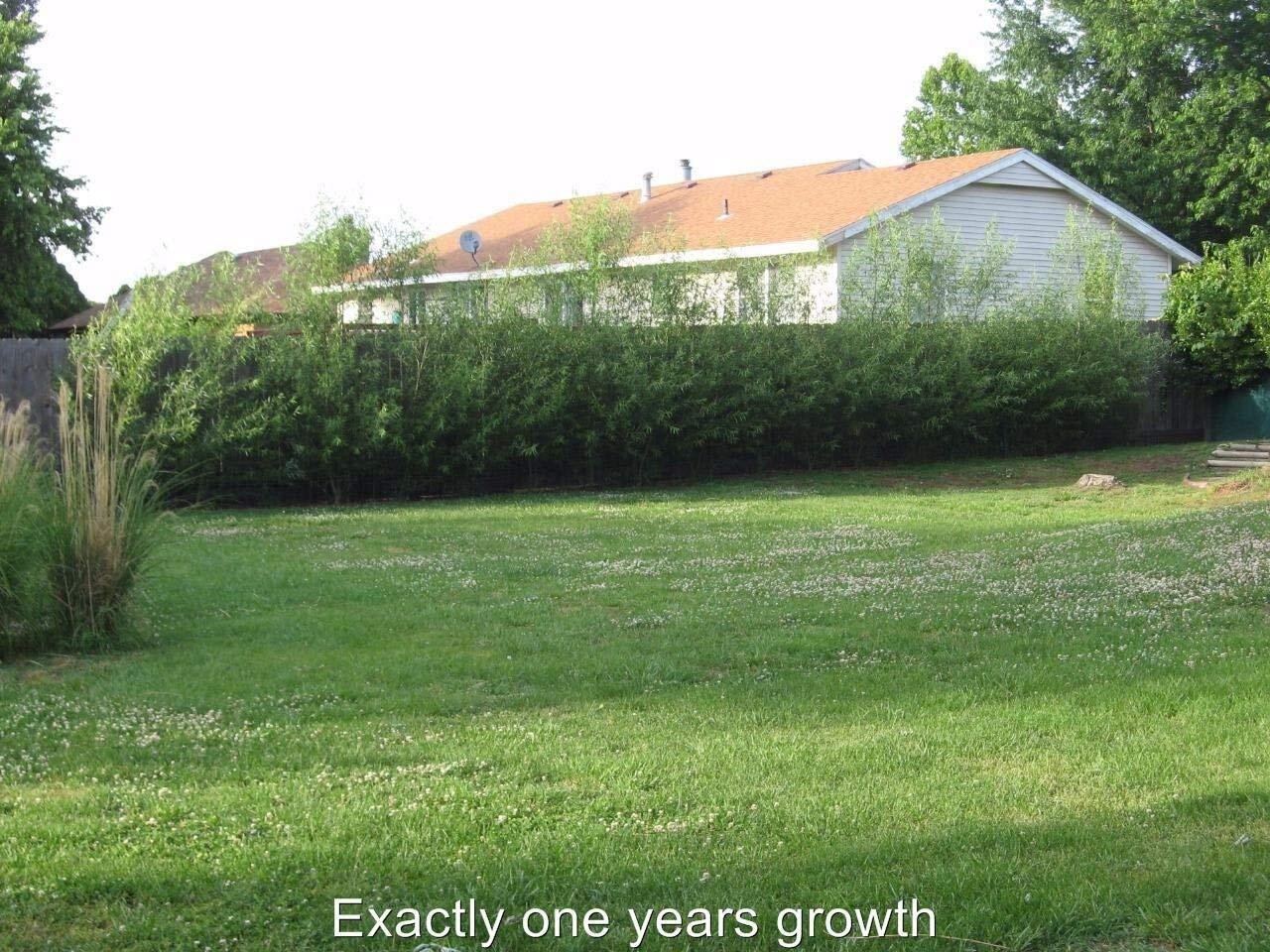 10 Austree Hybrid Willow Trees, Fastest Growing Shade or Privacy Tree - Austree gallery