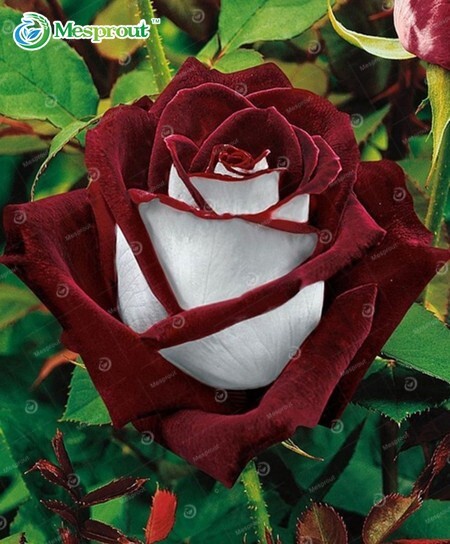 100pcs/Pack Multi-Color Rose Seeds, Double Petal Rose gallery