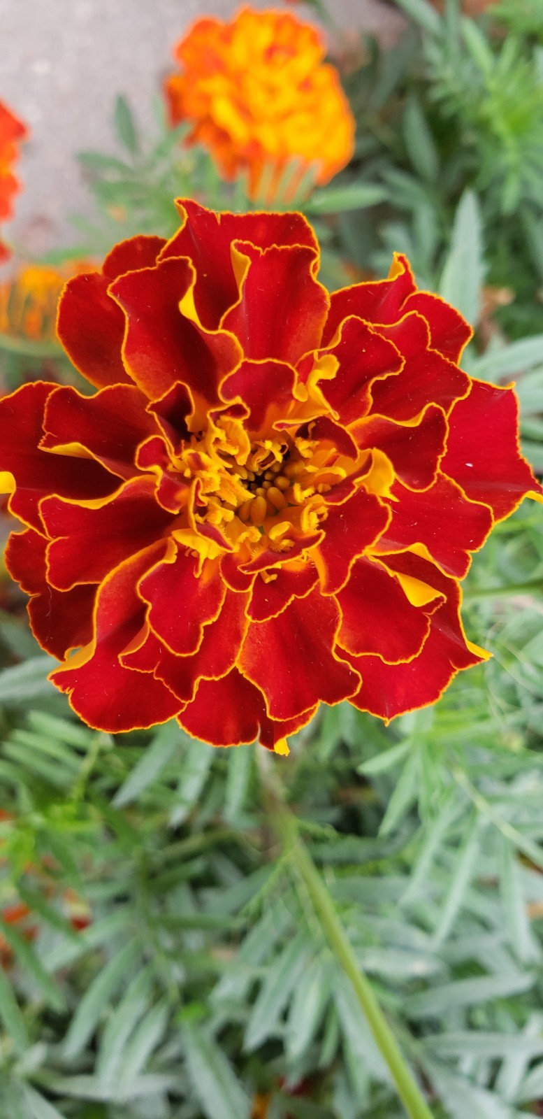 Sparky Mix Dwarf Marigold (200+ seeds) - drought tolerant and easy to grow! gallery