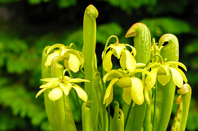CARNIVOROUS PITCHER PLANT: Sarracenia minor gallery