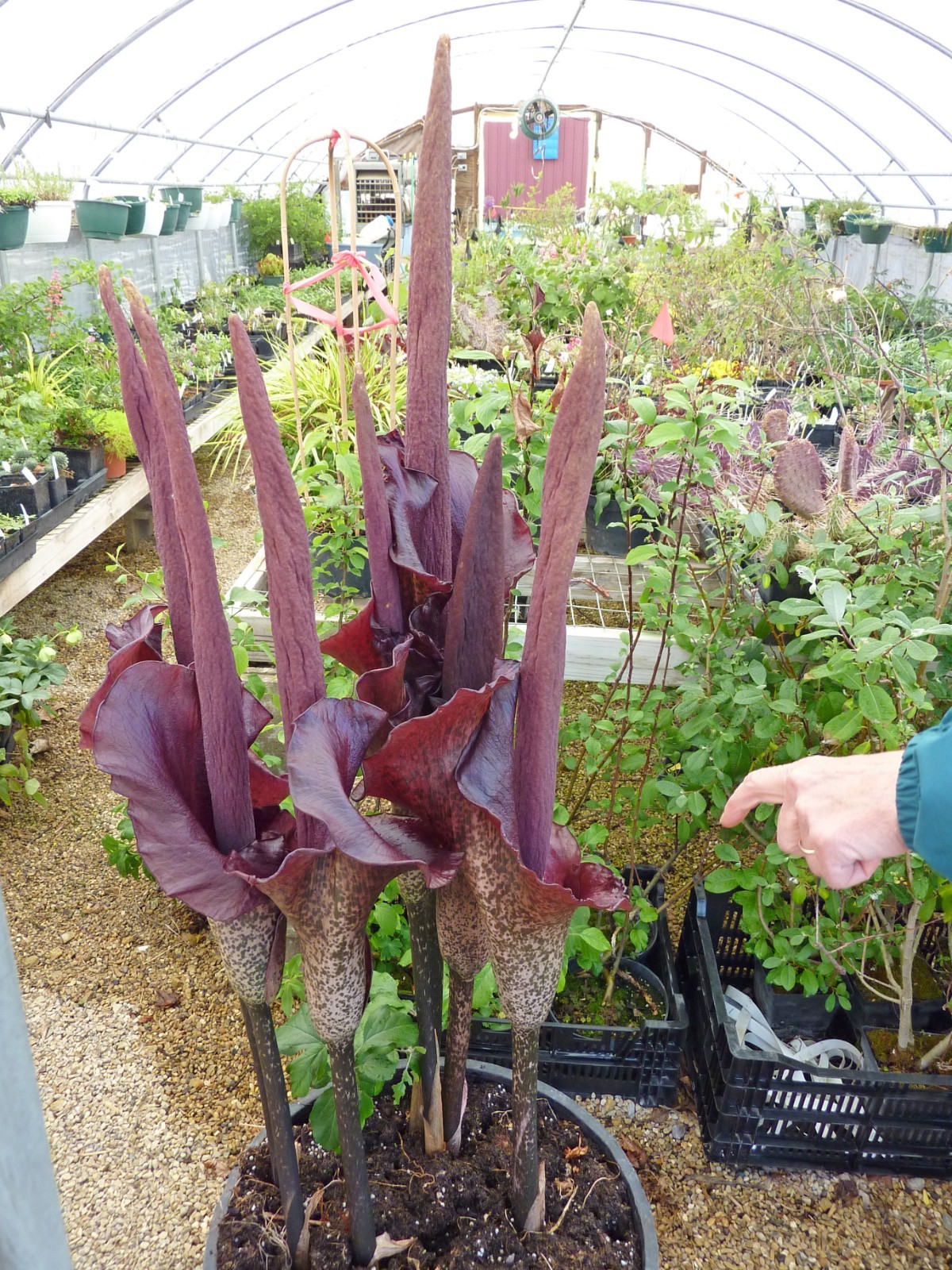 TEN (10) AMORPHOPHALLUS KONJAC "GORDON'S GOLD" BULBILS VOODOO LILY BULB CORM gallery