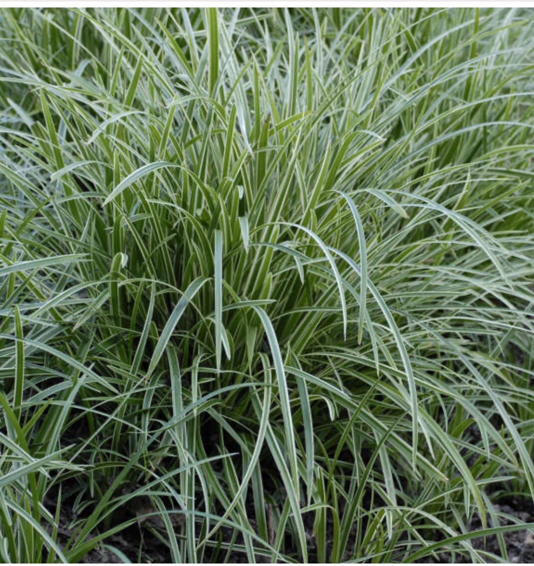 Variegated Sedge Plant- Shade Or Sun. Perennial Zone 5+. Plus Free Gift!! gallery