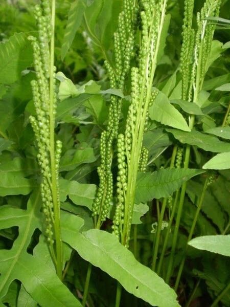 Onoclea Sensibilis Fern (Sensitive fern) 4'' in Pot- Buy Any QTY Get One Free gallery
