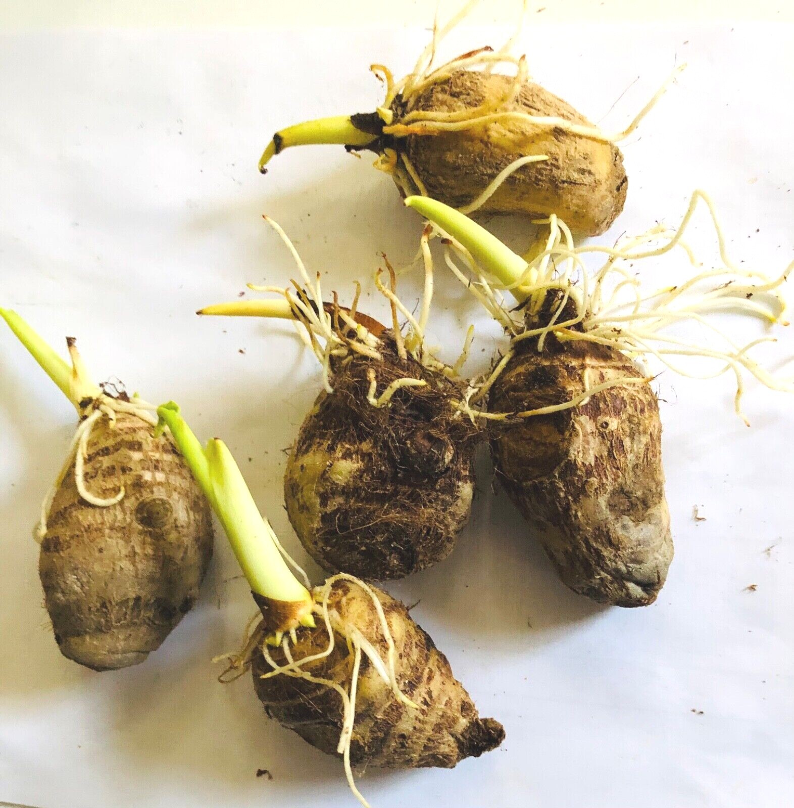 5PCS BORNEO GIANT, REGULAR ELEPHANT EAR TARO ALOCASIA MACRORRHIZA READY TO PLANT gallery