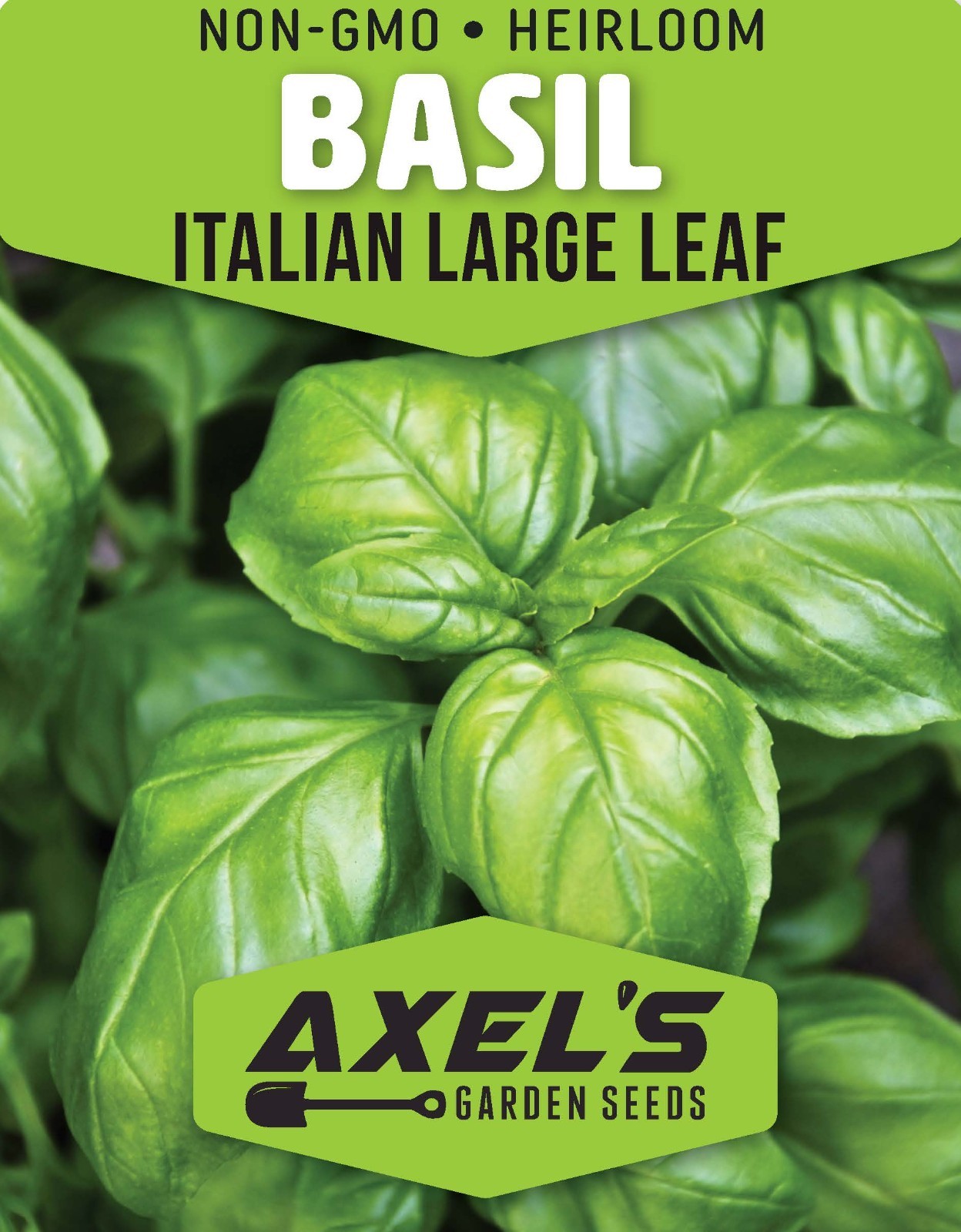 Italian Leaf Basil Seeds | Non-GMO | Heirloom | Fresh Garden Seeds gallery