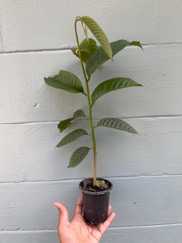 Live Rollinia Fruit Tree Rollinia Deliciosa Rare Tropical Biriba Plant gallery