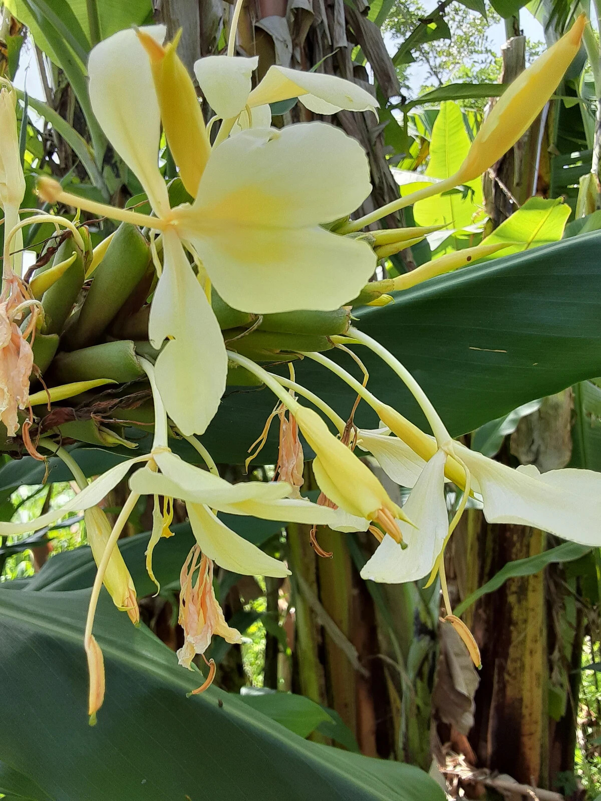 2x Yellow butterfly ginger rhizomes with stalk. Very fragrant with many flowers. gallery