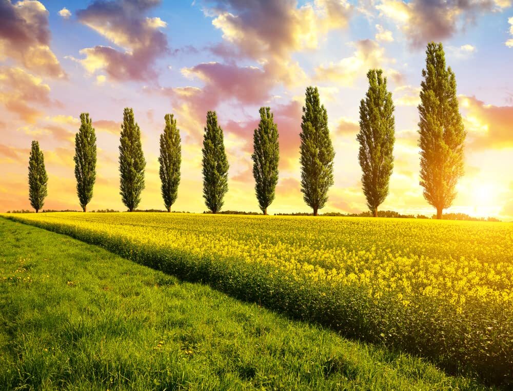5 Lombardy Poplar Trees - Rare and Unique Privacy Tree - Very Fast Growing gallery
