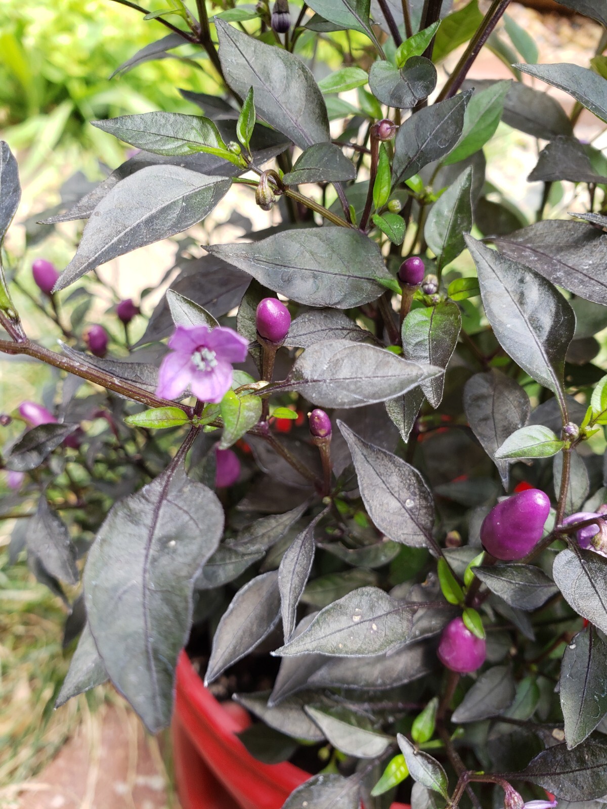 Ornamental pepper - Purple Pixie (25 Seeds) Free Shipping, Fresh for 2023 gallery