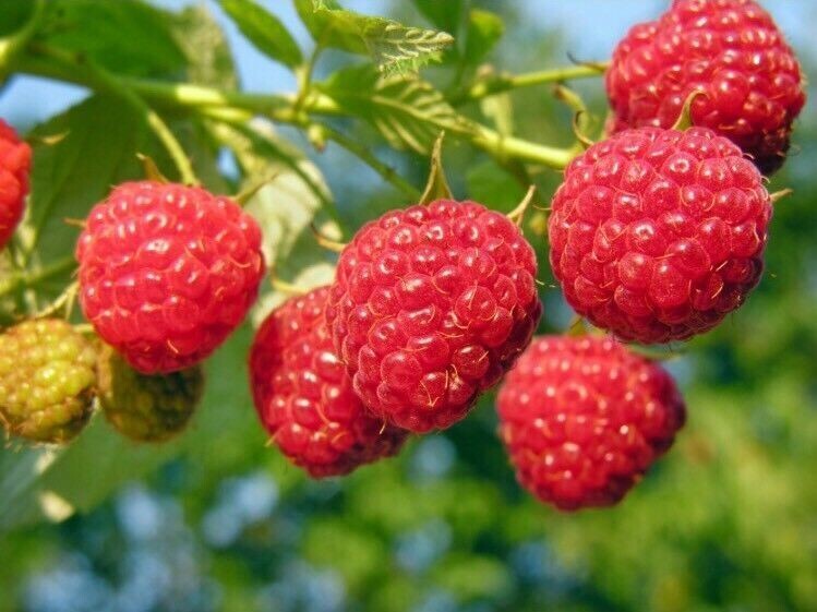 GIANT SWEET TULAMEEN RASPBERRY 100 SEEDS MEDICINAL ANTIOXIDANT FIBRE gallery