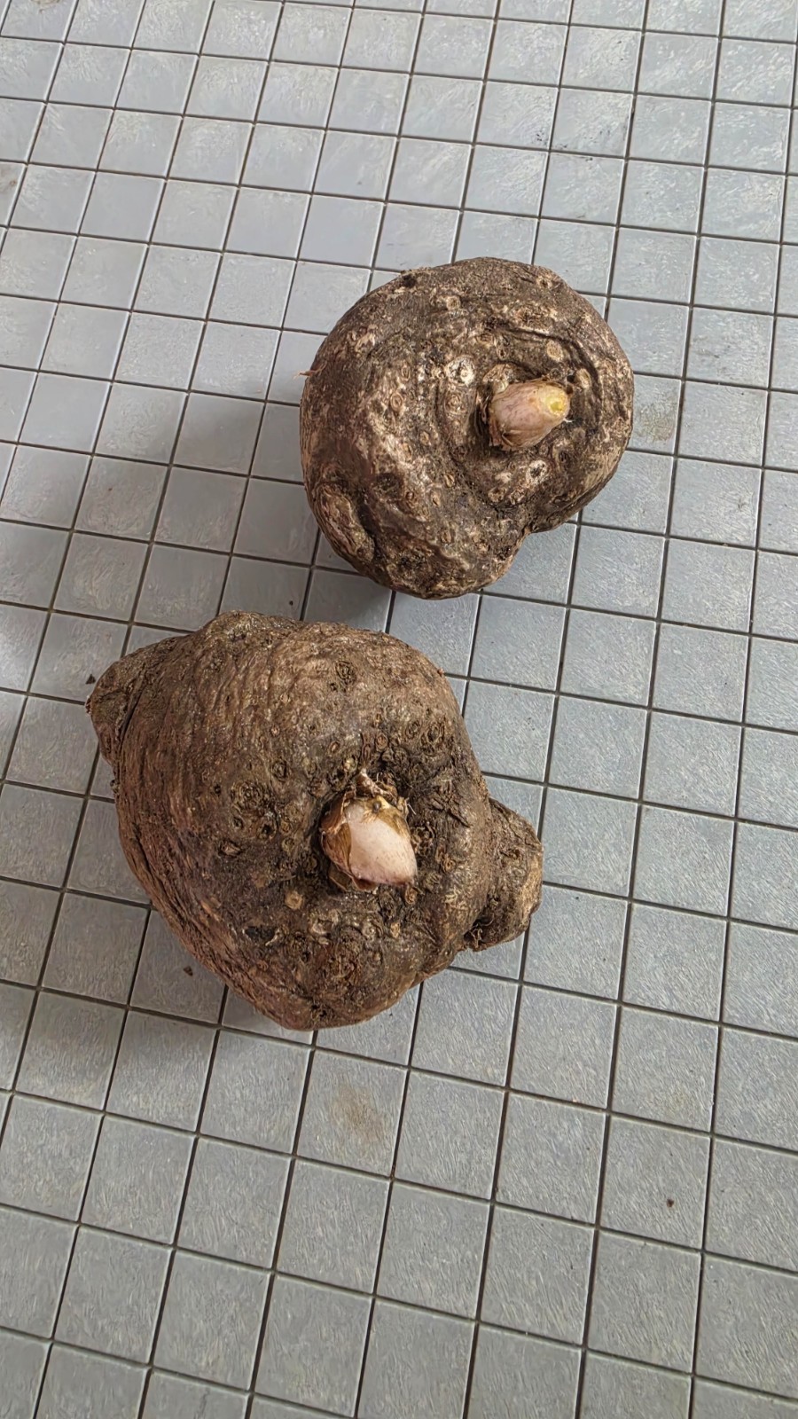1 New ! Amorphophallus maxwellii (Rare plant) Thailand gallery