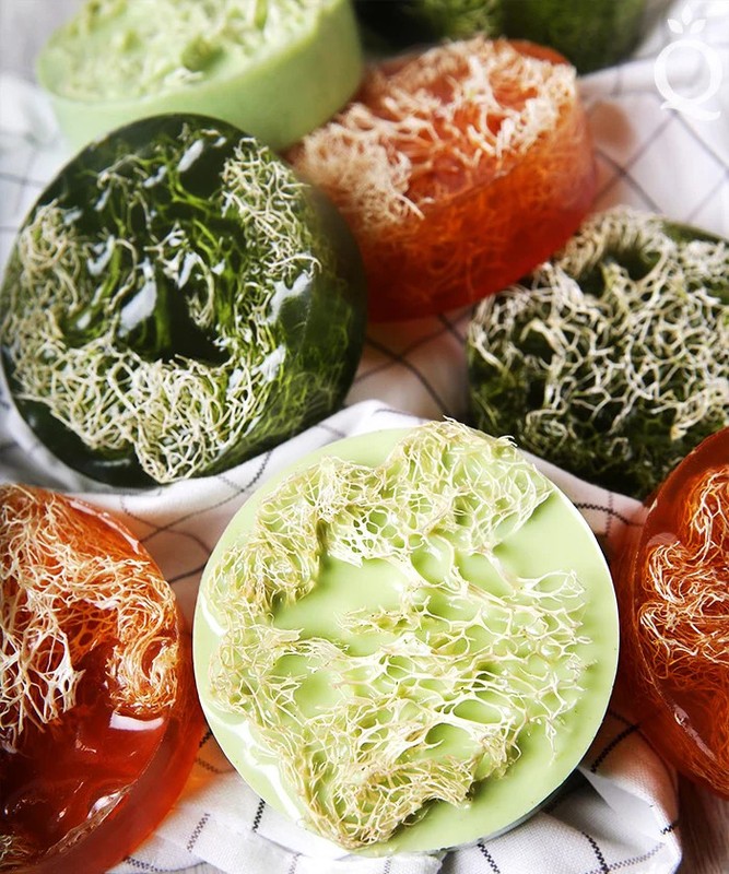 Bonanza Angled Luffa Gourd Seeds |Long Asian Okra Loofah Loofa Bitter Melon 2023 gallery