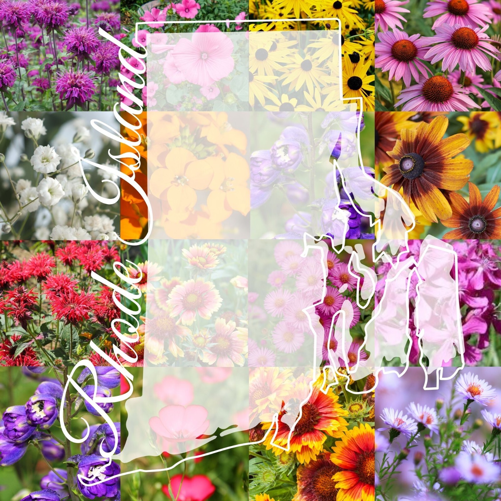 1/2 Pound Rhode Island Bulk Wildflower Seed Mix (Northeast Species) 1,000 sq-ft gallery