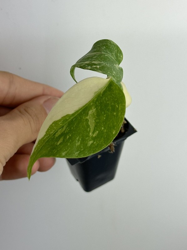 Monstera Thai constellation live plant , Variegated Monstera gallery