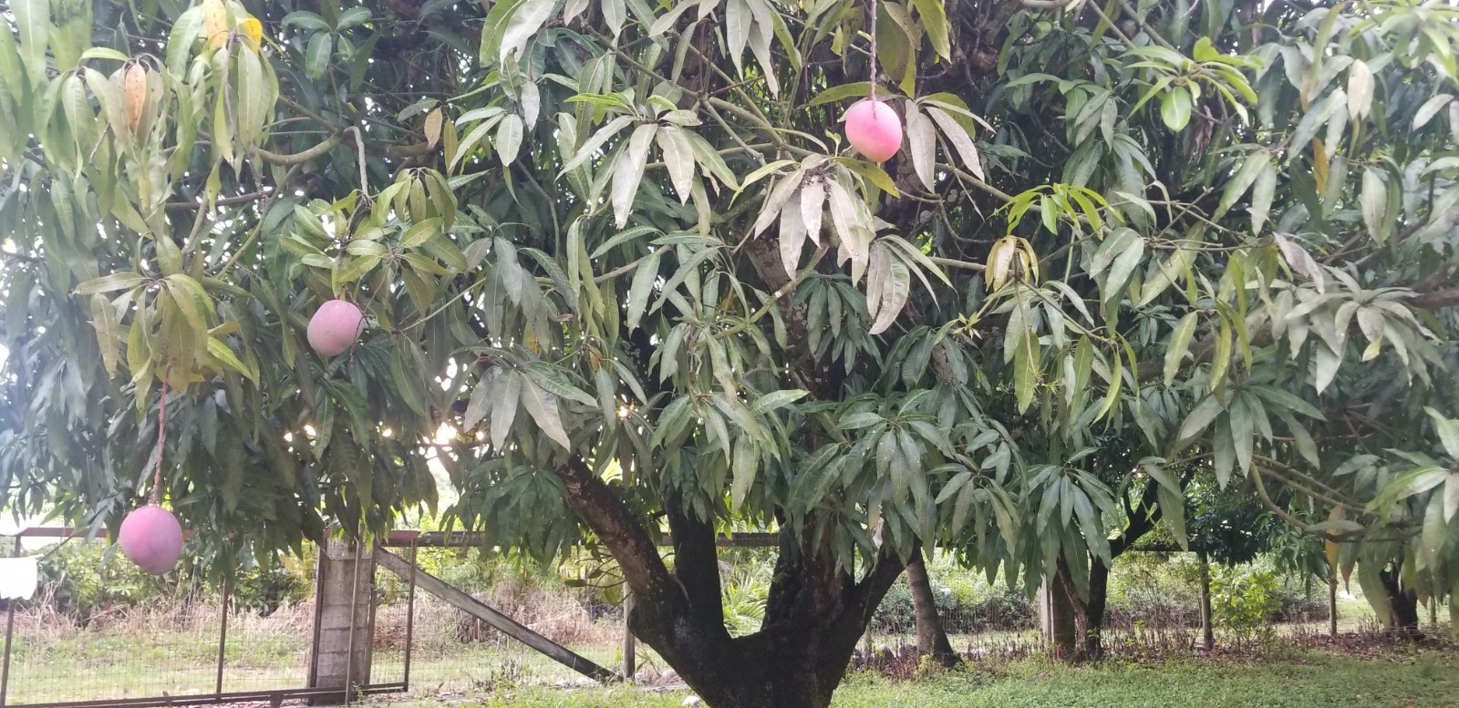 8 lbs - Florida Grown Mango Fruits - Fresh All Natural - No Fungicides gallery