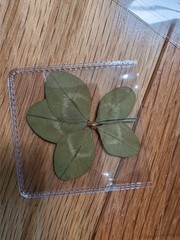 🍀RARE REAL 5 Leaf Clover 🍀NO JOKE 🍀 Hand picked – GREAT Gift – LUCKY 🤩