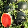 FLORIDA GIANT/BLACK DIAMOND WATERMELON 10 SEEDS gallery