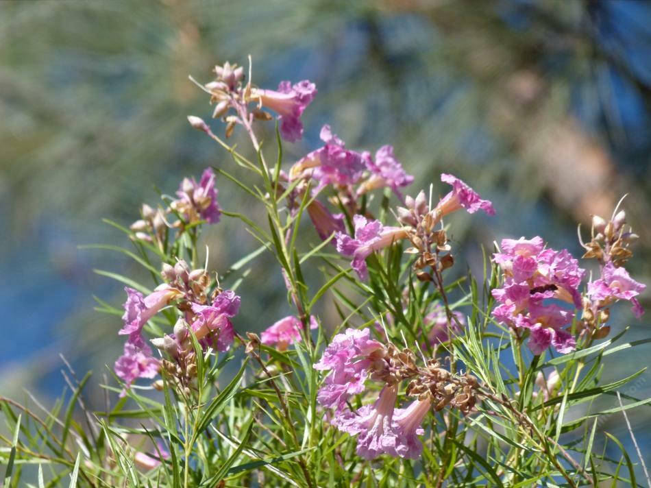 40+ Desert Willow Tree Seeds Freshly Harvested, Purple Orchid Flower (25B) gallery