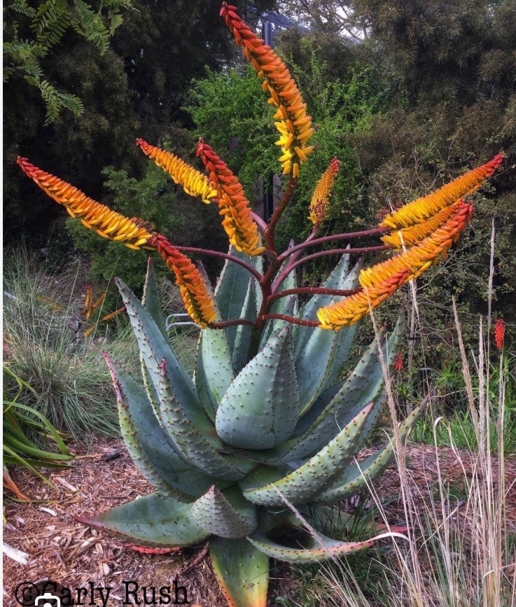 Aloe Marlothii One Year Seed Grown Tree Aloe gallery