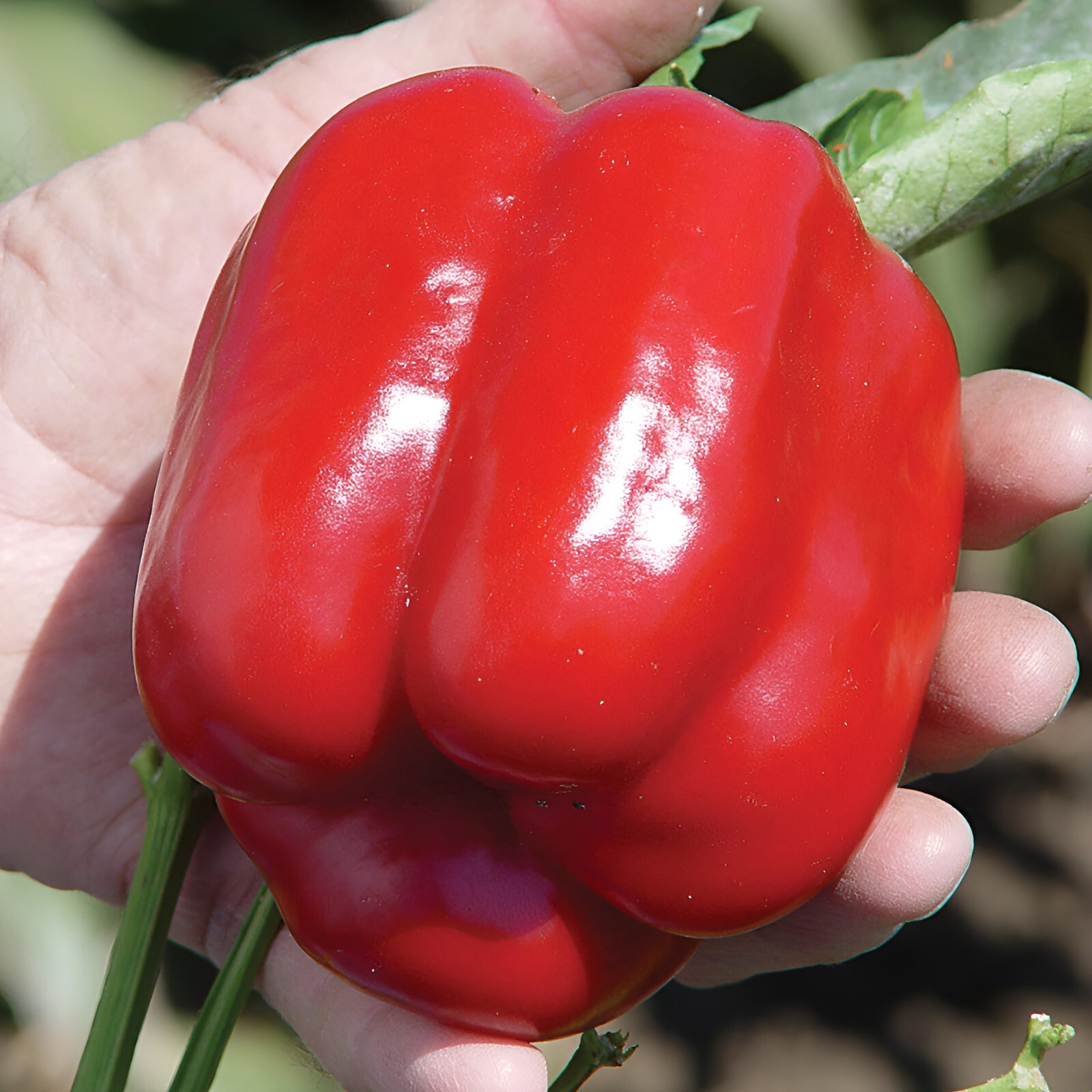 60 Heirloom Big Red Bell Pepper Seeds - Huge Sweet Red Bell Pepper - Zero Heat gallery