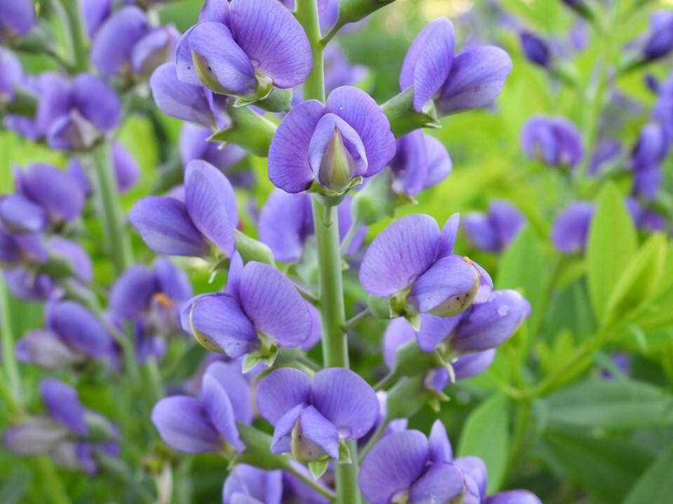 BAPTISIA AUSTRALIS~LIVE BLUE INDIGO PLANT GROWS 3-4 FEET TALL 100'S OF FLOWERS!! gallery