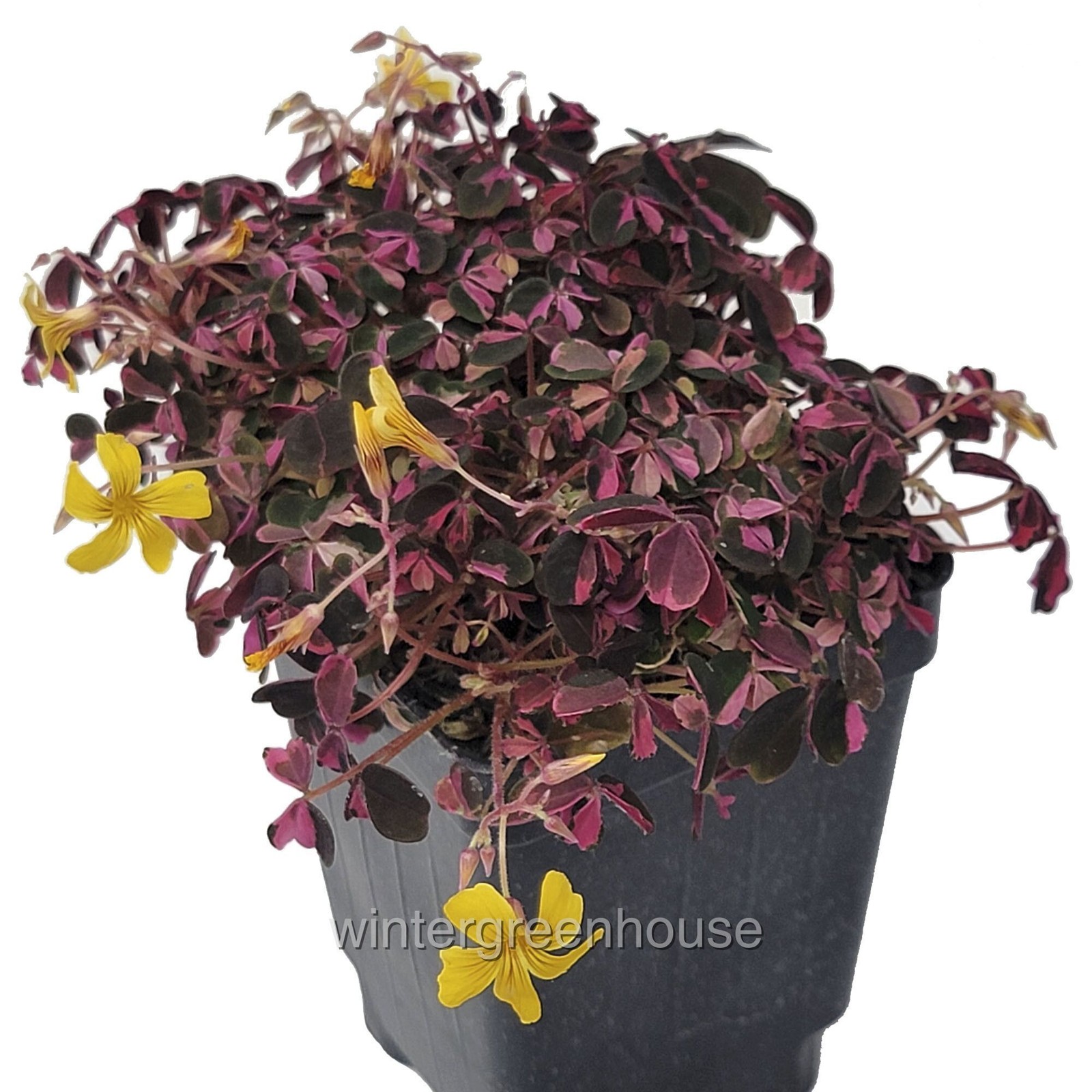 Oxalis Plum Crazy, Shamrock, Container Size: 3" (2.6x3.5") gallery