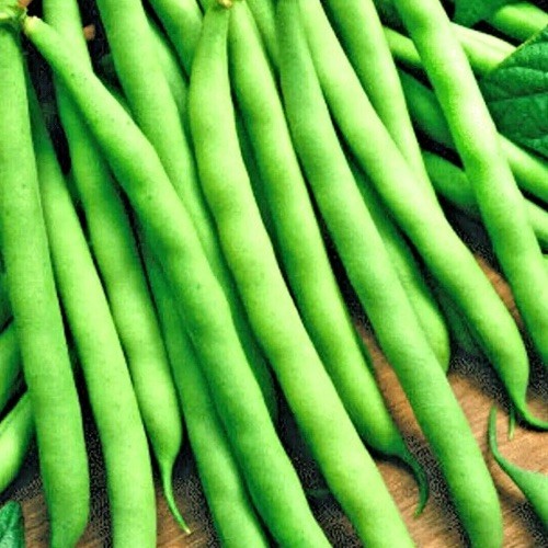 200+ LAKE POLE BEAN SEEDS 🫘 STRINGLESS SNAP | HEIRLOOM NON-GMO | FREE SHIP gallery