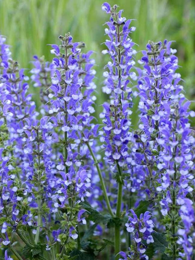 Salvia azurea | Blue & Azure & Pitcher Sage | 10_Seeds gallery