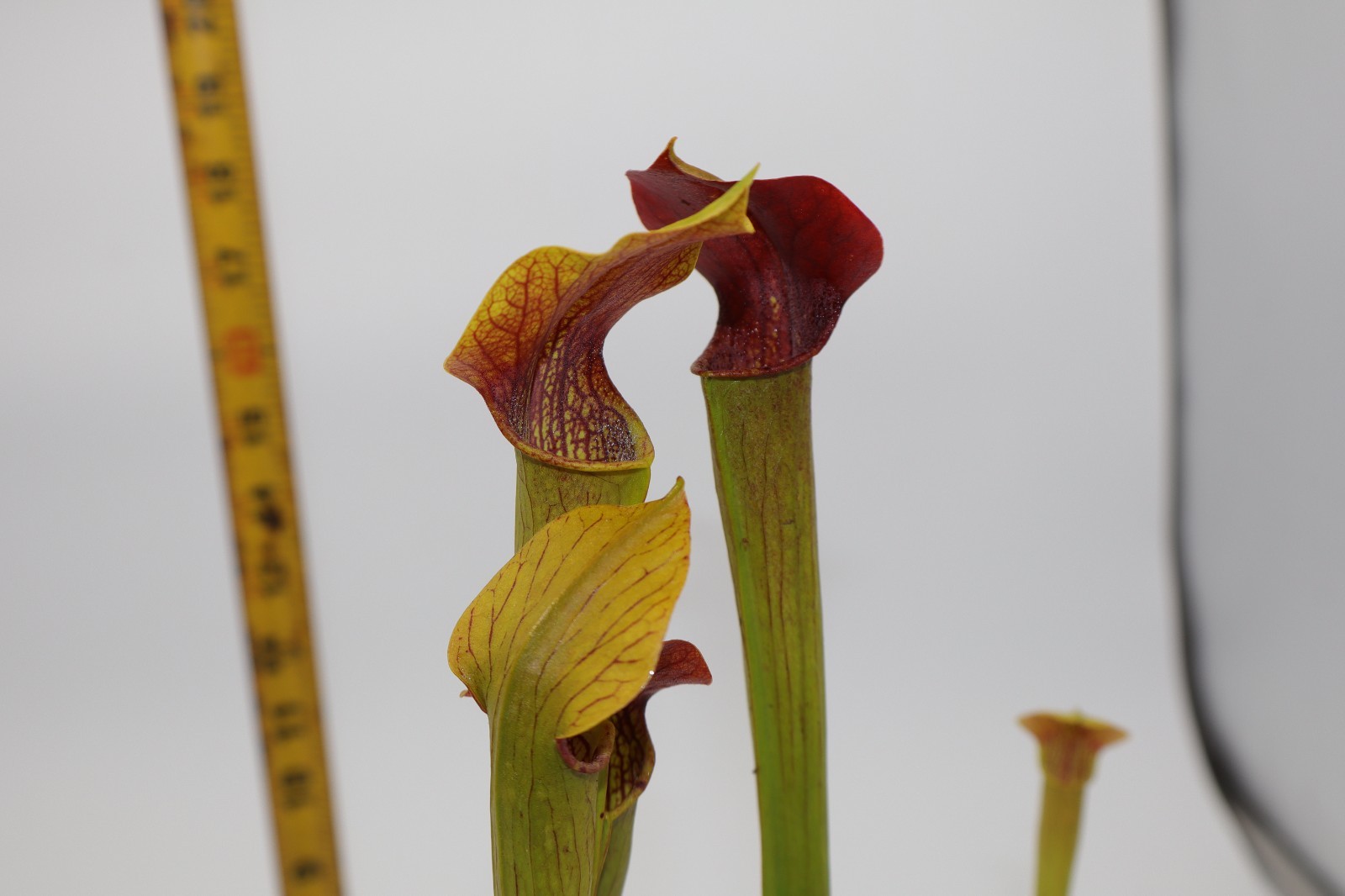 Sarracenia - Alata "Maroon Throat" gallery