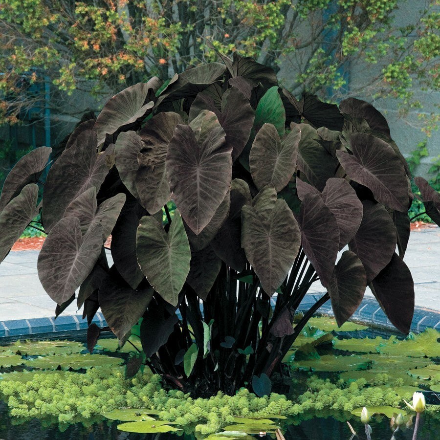 Black Magic - Colocasia esculenta- Elephant Ear - SMALL ROOTED STARTER Plant gallery