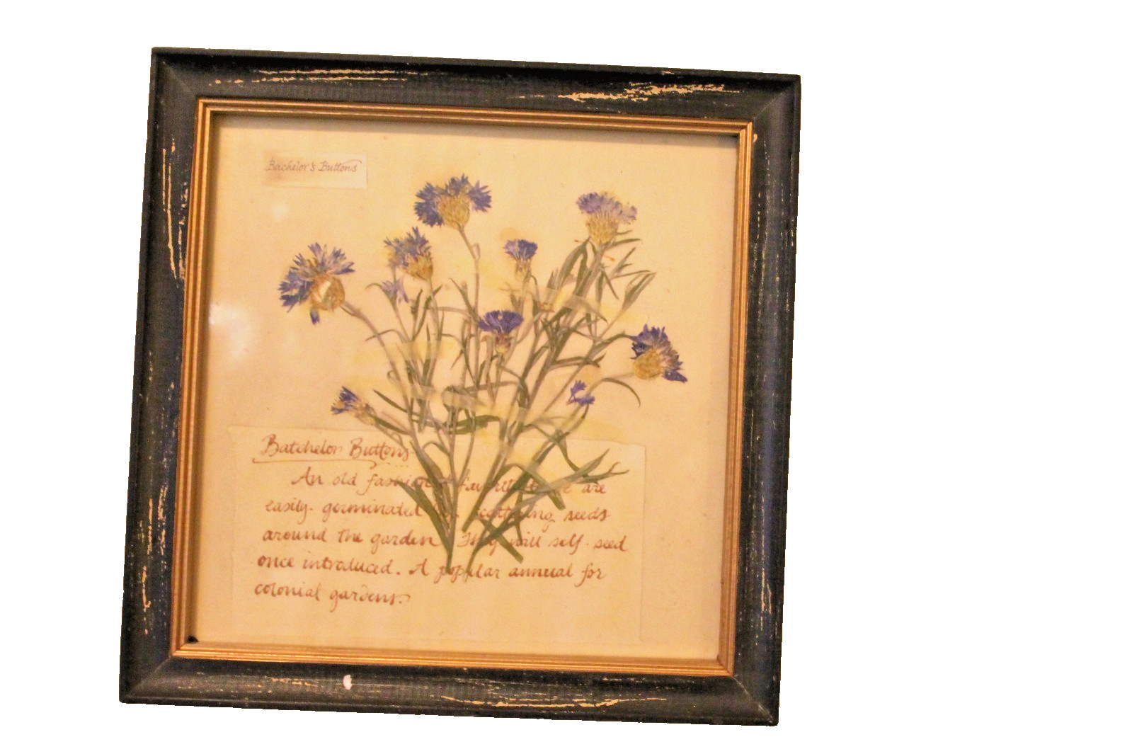 Creative Co-Op Bachelor's Buttons Floral Rustic Wall Decor Hanging Picture NEW gallery