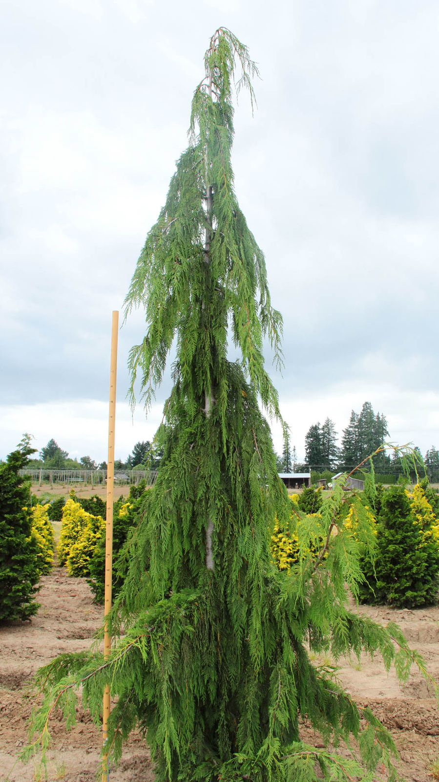 Cupressus nootkatensis 'Glauca Pendula' - Alaskan Cedar *Live Plant gallery