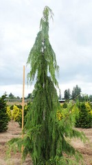Cupressus nootkatensis ‘Glauca Pendula’ – Alaskan Cedar *Live Plant
