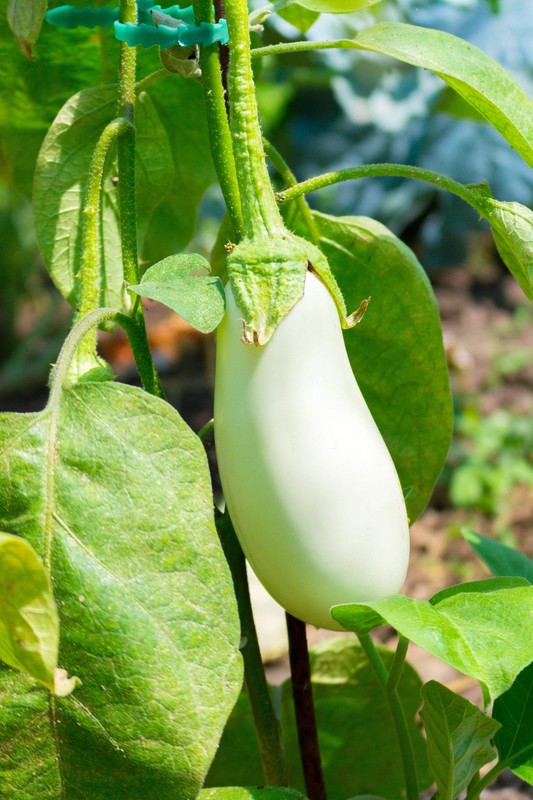 50 CASPER WHITE EGGPLANT Solanum Melongena Fruit / Vegetable Seeds *Combined S/H gallery