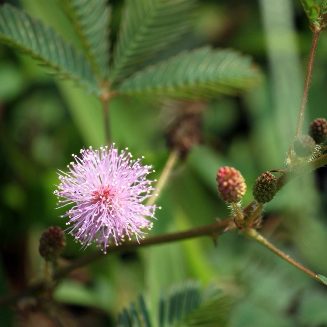 Sensitive Briar Seeds – Pink Puffball Native Wildflower 1 Gram 50+ Seeds gallery
