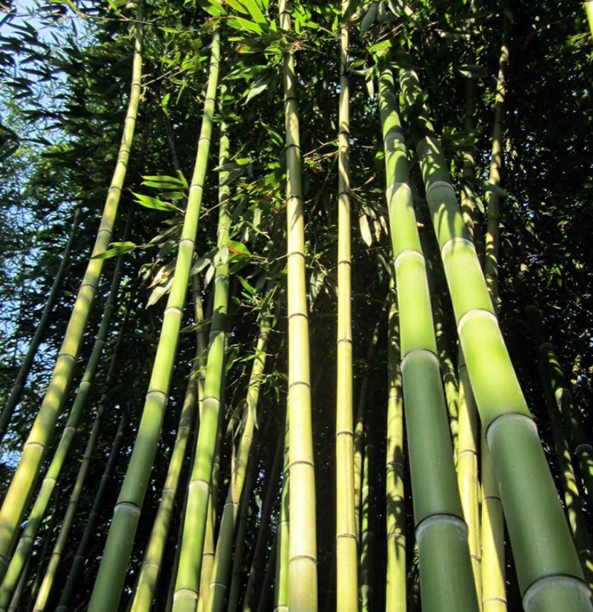 Chinese Timber Bamboo Phyllostachys Vivax Rhizome Fast Growing gallery