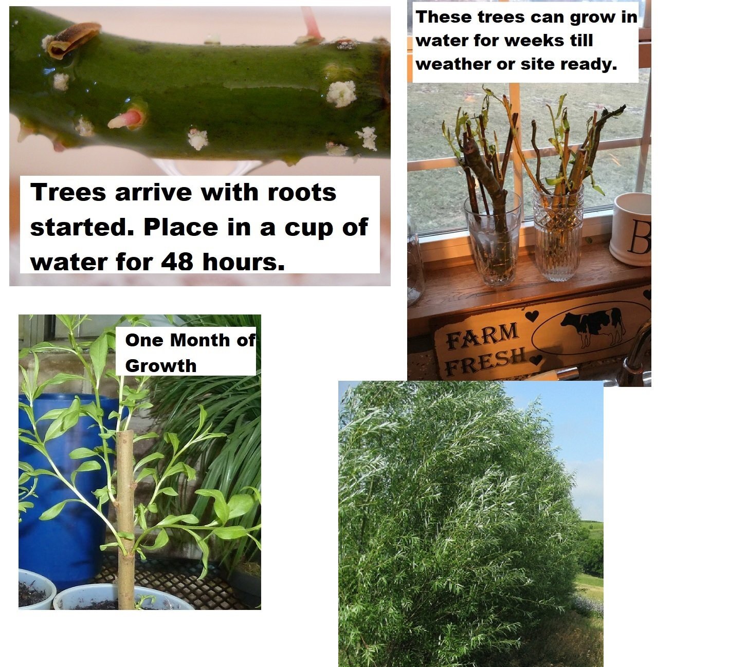 (One) Fastest Growing Tree in The World -Ready to Plant - One Live Aussie Hybrid gallery
