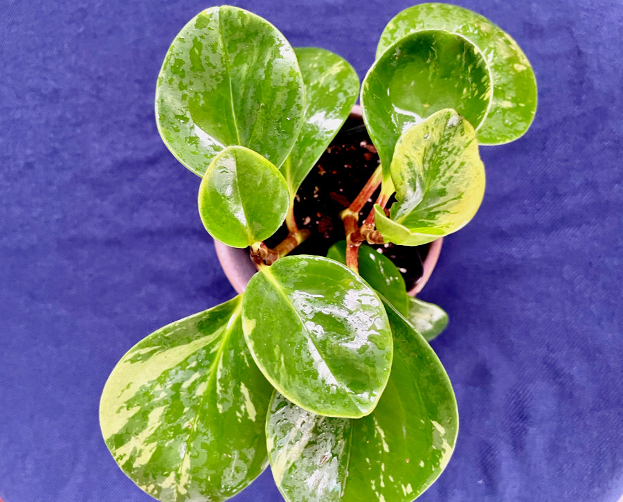 Variegated Peperomia Obtusifolia Marble Rubber House Plant in 4" Pot gallery