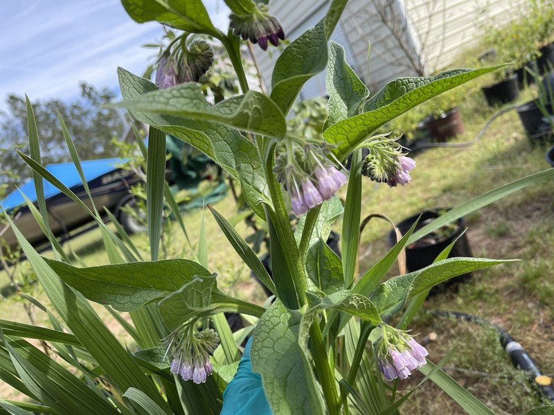 Russian Comfrey Bocking #14, (5) matured Root Cuttings or 1 Established plant gallery