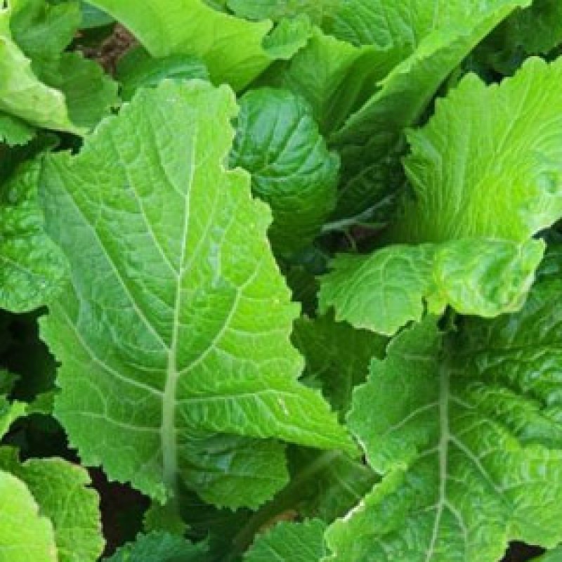 Florida Broadleaf Mustard Seeds, India, NON-GMO, Garden Growing, FREE SHIPPING gallery
