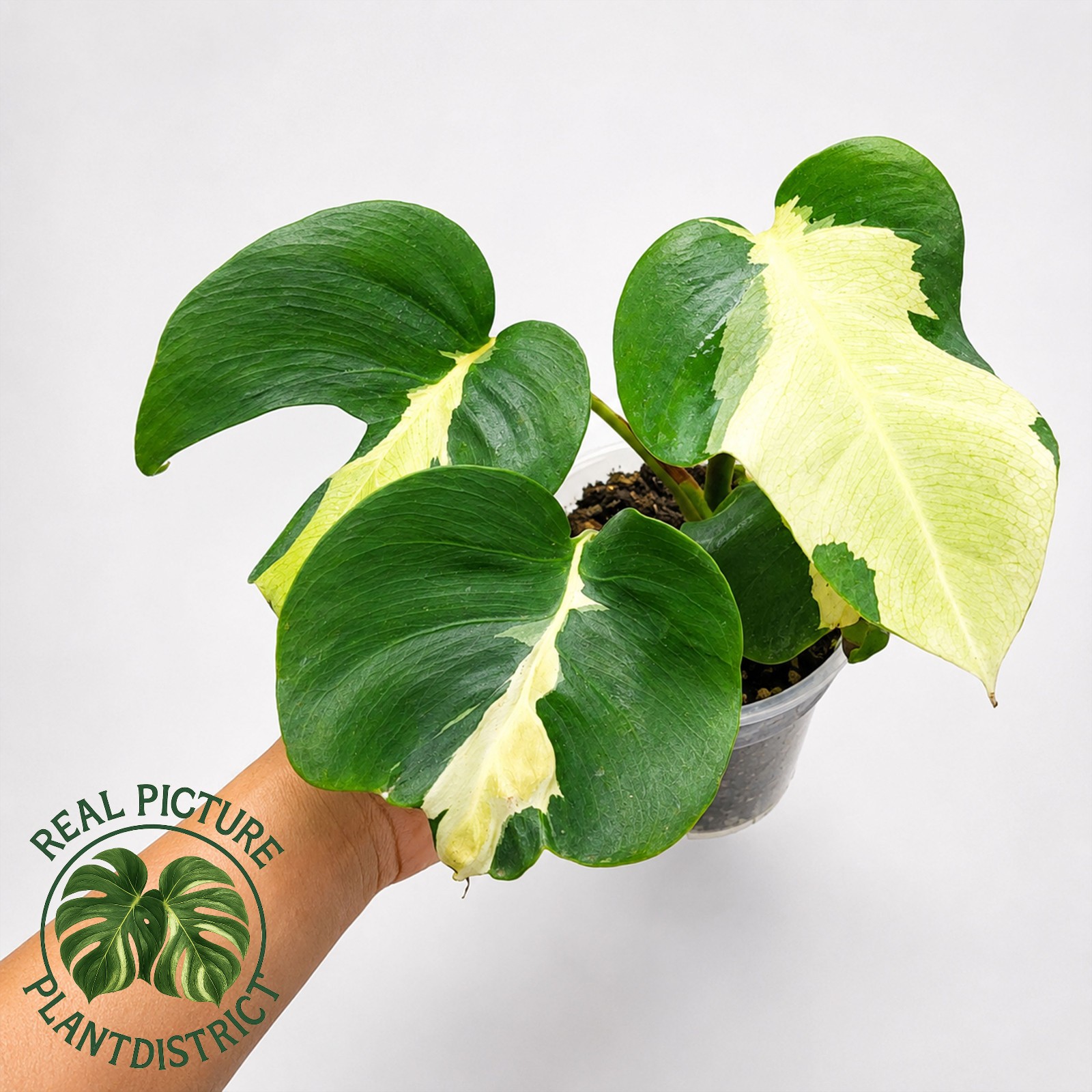 Monstera White Lava Variegated Large Size Free Phyto gallery