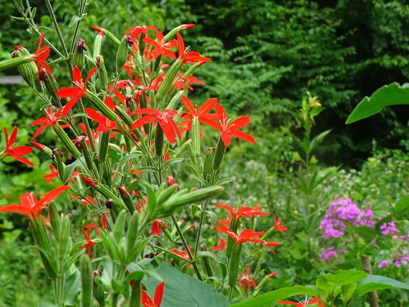 Royal catchfly Silene regia Native Perennial 20 seeds from 2024 for Hummingbirds gallery