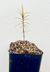 Roridula gorgonias Potted