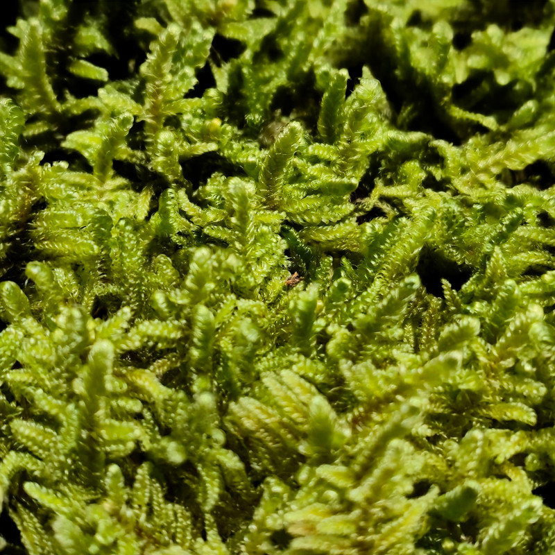 Value Small Live Moss Assortment 5"x7" Bag for Terrarium Reptiles Fairy Garden gallery