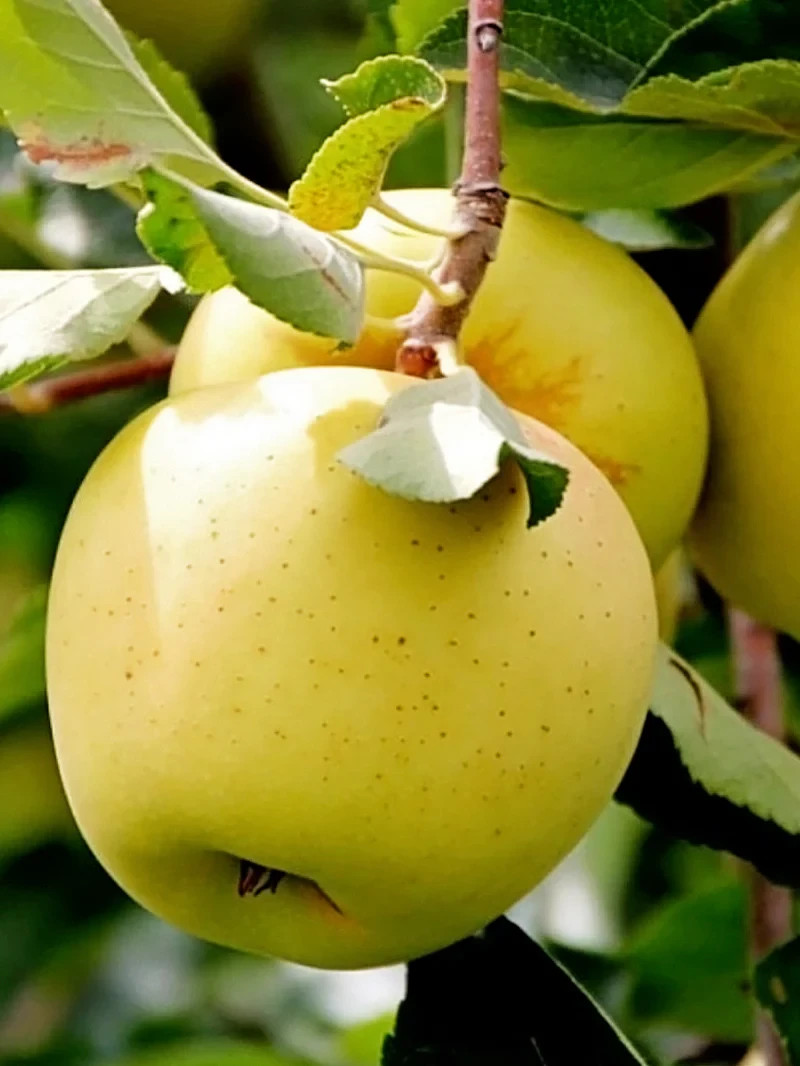 YELLOW DELICIOUS APPLE Fruit Tree Bare-root gallery