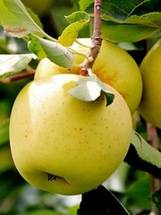 YELLOW DELICIOUS APPLE Fruit Tree Bare-root