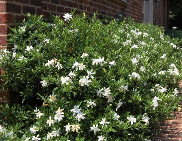Frost Proof Gardenia ( cape jasmine ) - Live Plant - ( 1 QT ) gallery